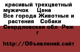 красивый трехцветный мужичок  › Цена ­ 10 000 - Все города Животные и растения » Собаки   . Свердловская обл.,Реж г.